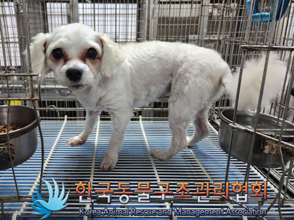 한국동물구조관리협회_441560202300901
