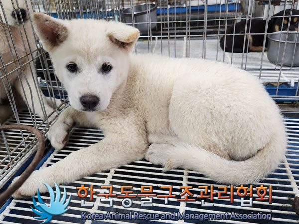 한국동물구조관리협회_441406202301043