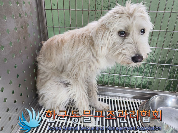 한국동물구조관리협회_441406202301032