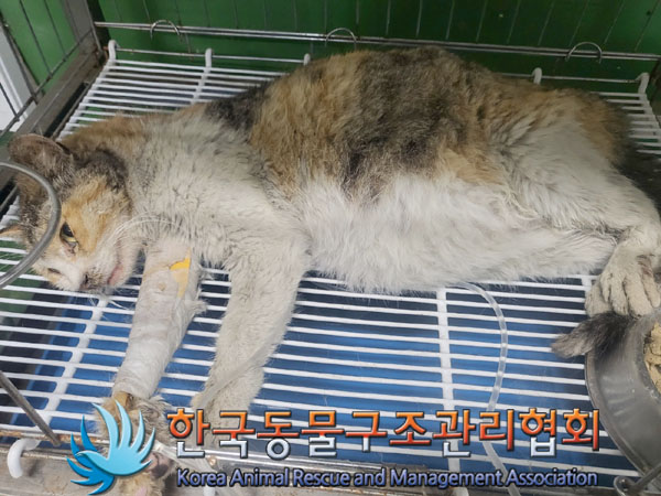 한국동물구조관리협회_441560202300902