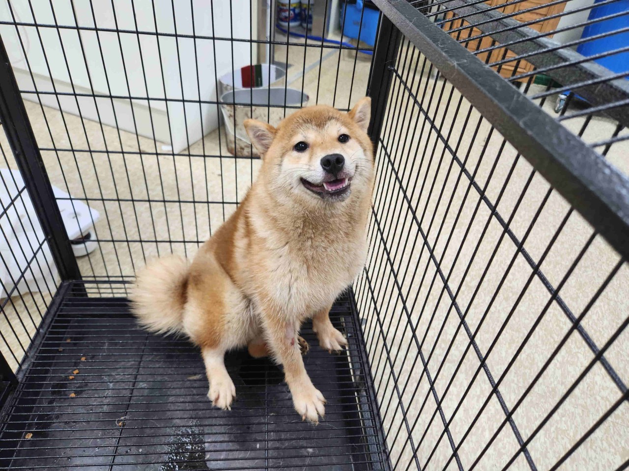 남양주시동물보호센터_441399202301738