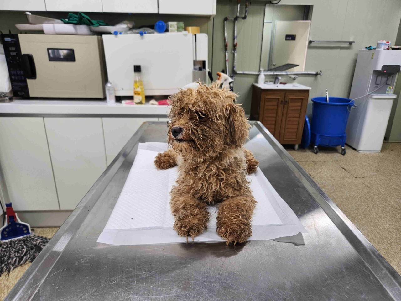 남양주시동물보호센터_441399202301727