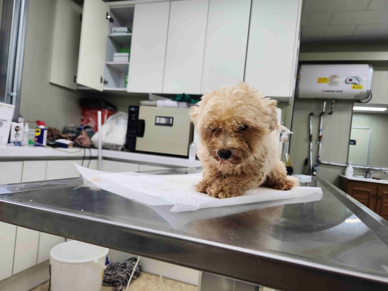 남양주시동물보호센터_441399202301729