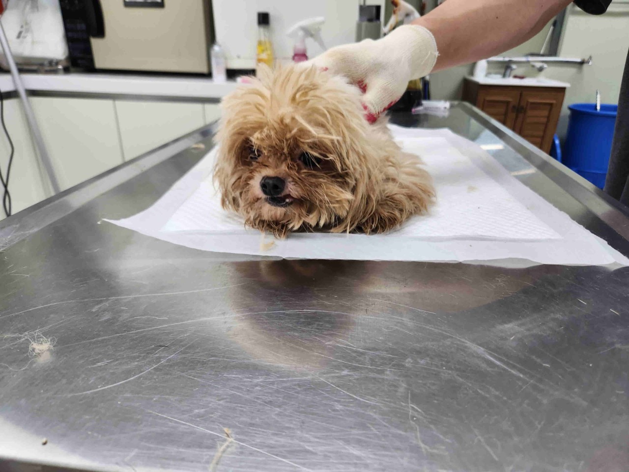 남양주시동물보호센터_441399202301728