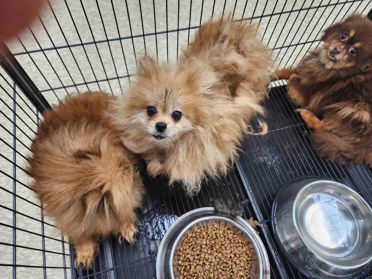 남양주시동물보호센터_441399202301733