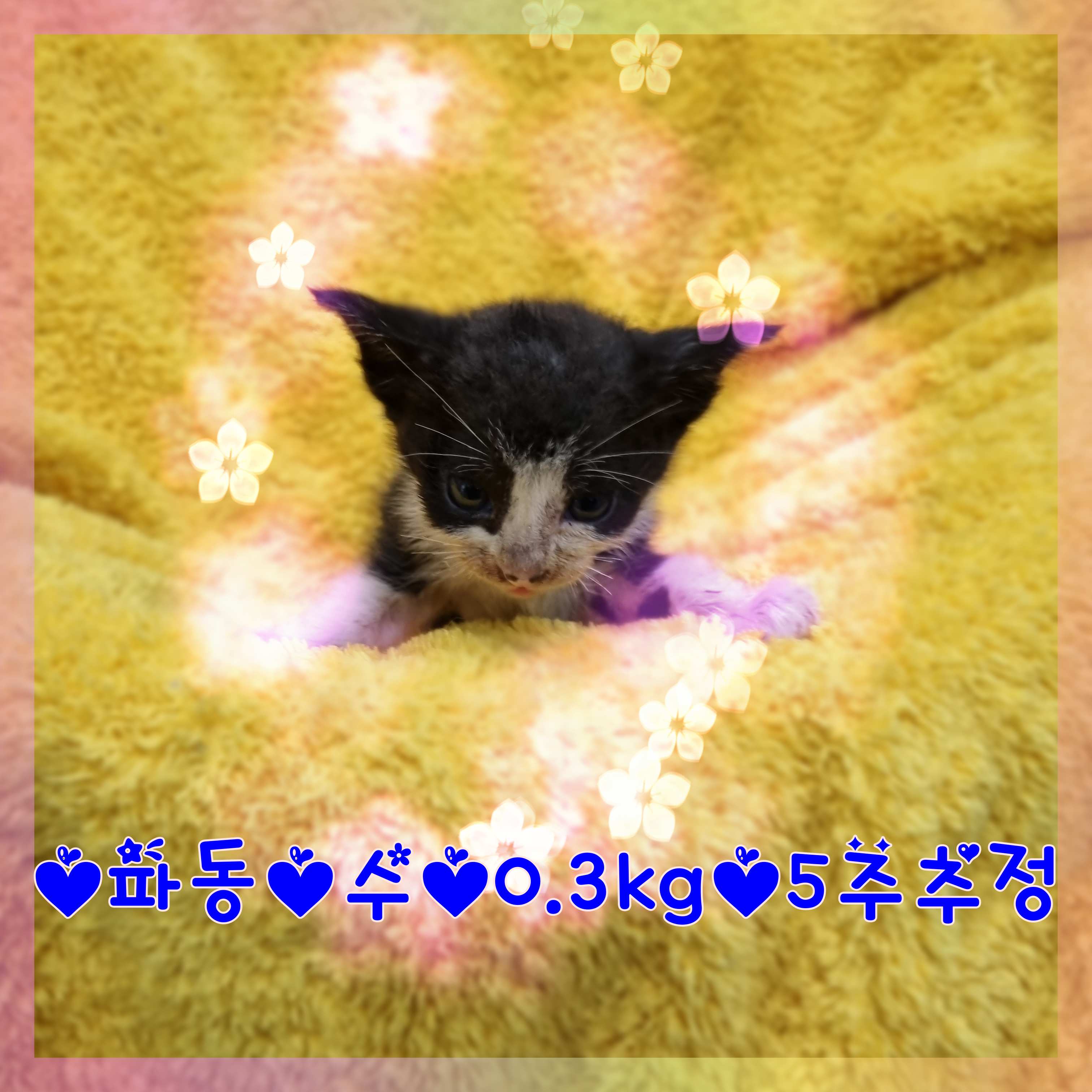 군산유기동물보호센터_445467202301331