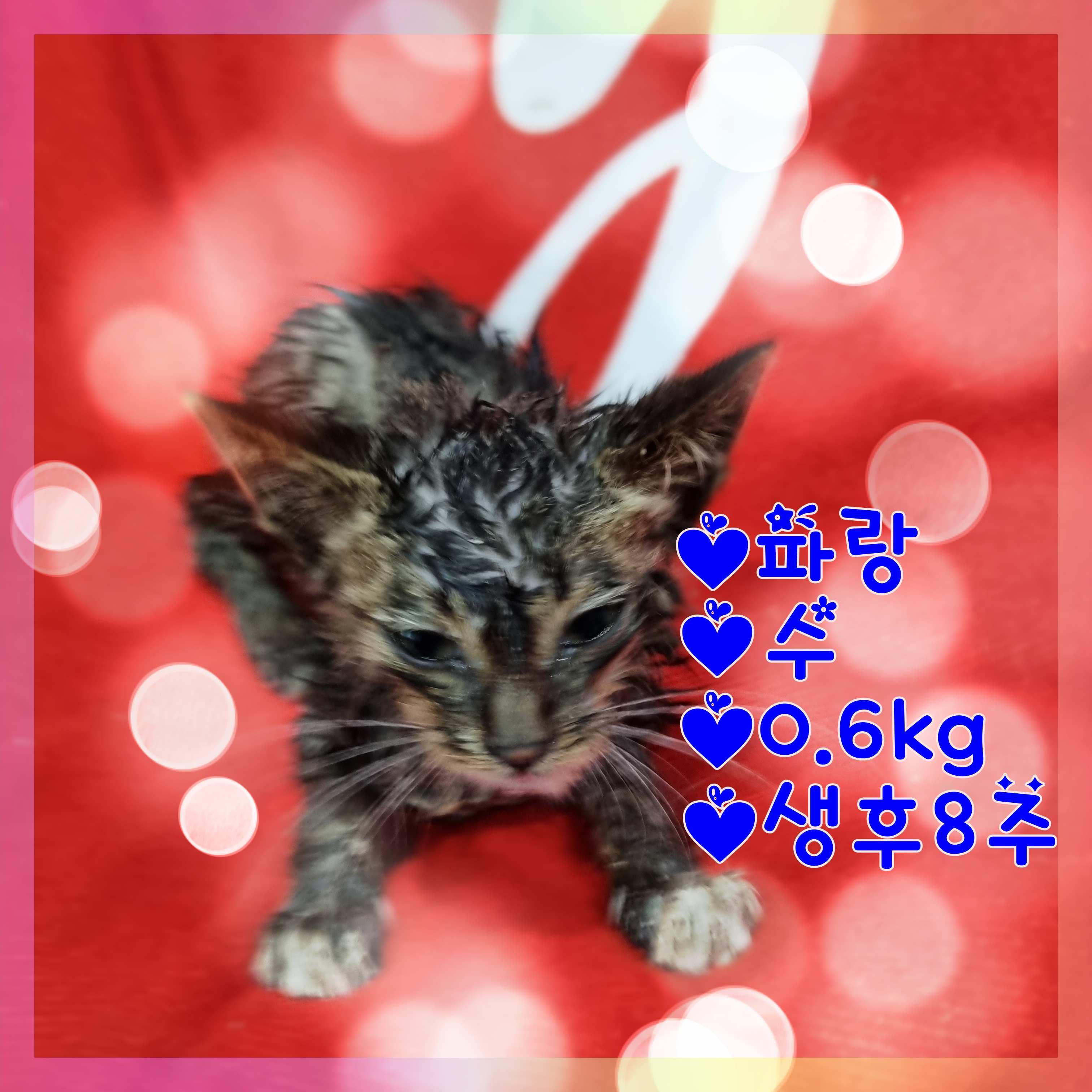 군산유기동물보호센터_445467202301334