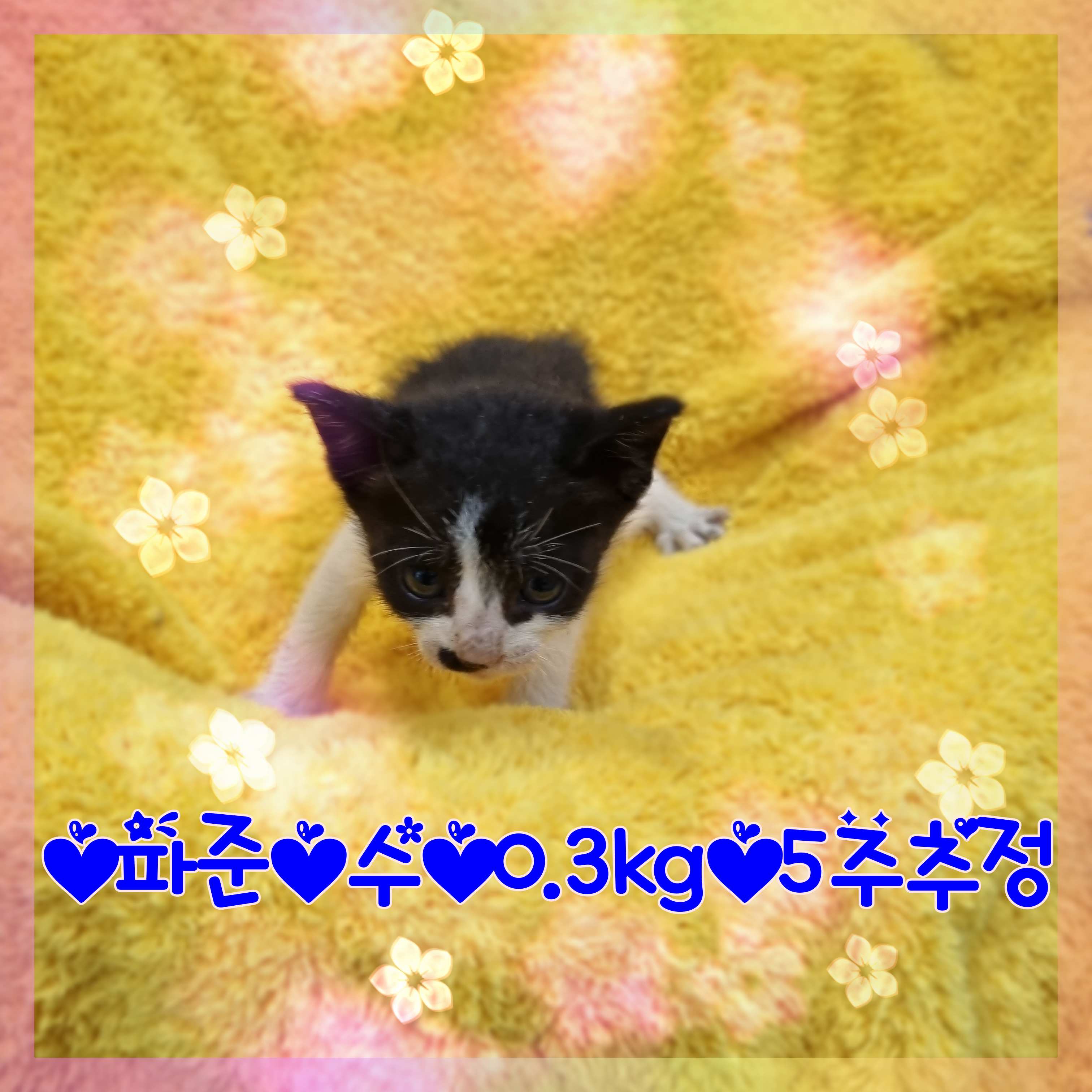 군산유기동물보호센터_445467202301327