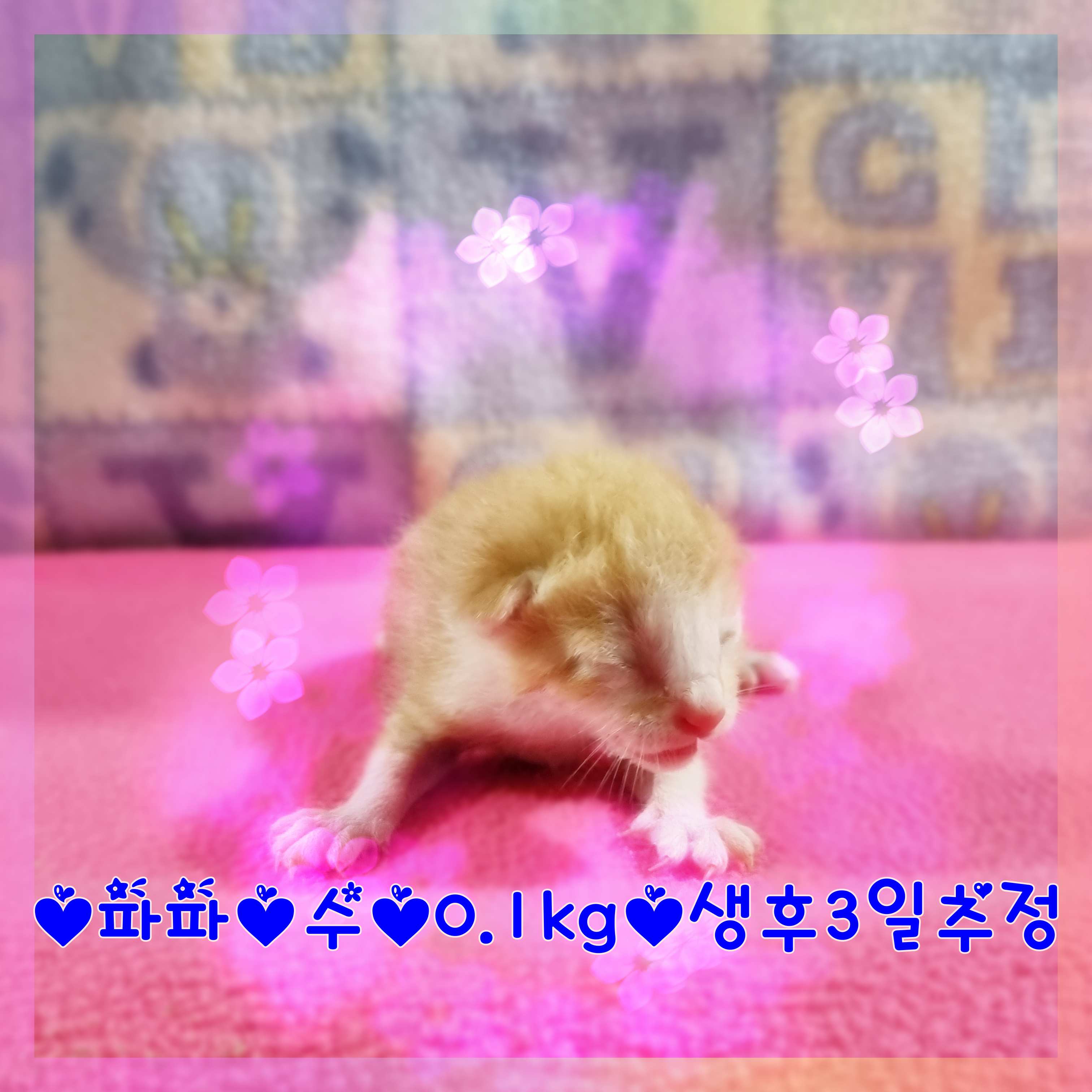 군산유기동물보호센터_445467202301332