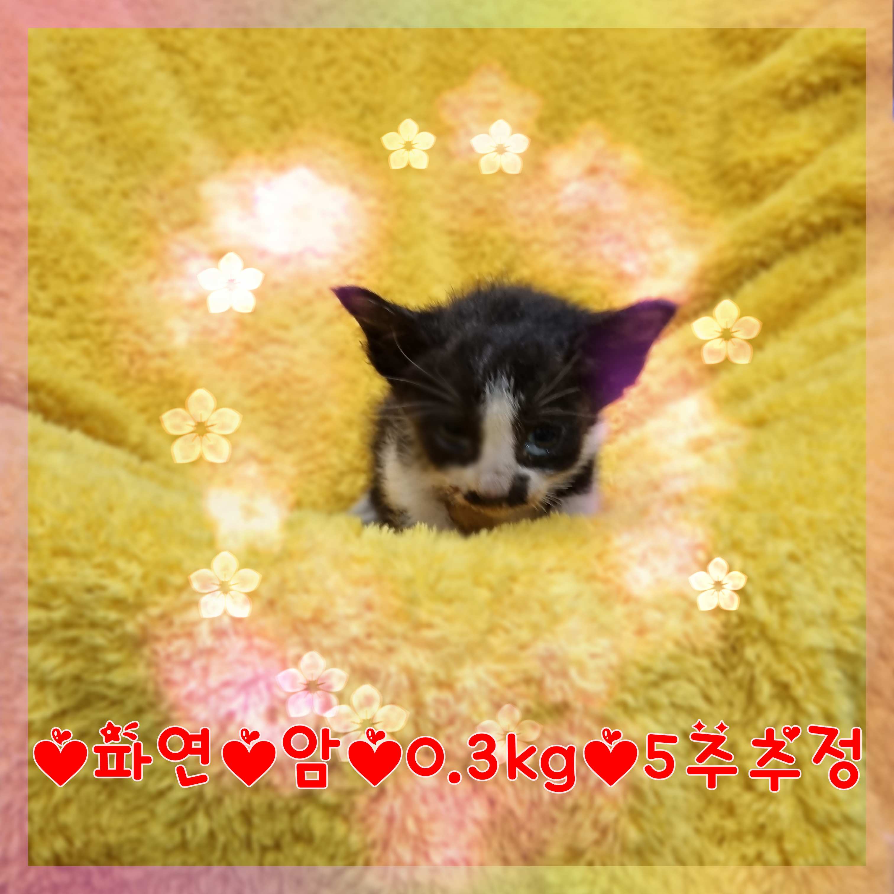 군산유기동물보호센터_445467202301328