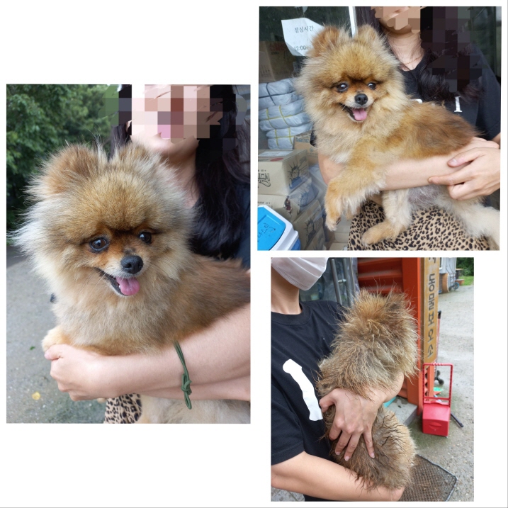 당진시동물보호소_444568202300712