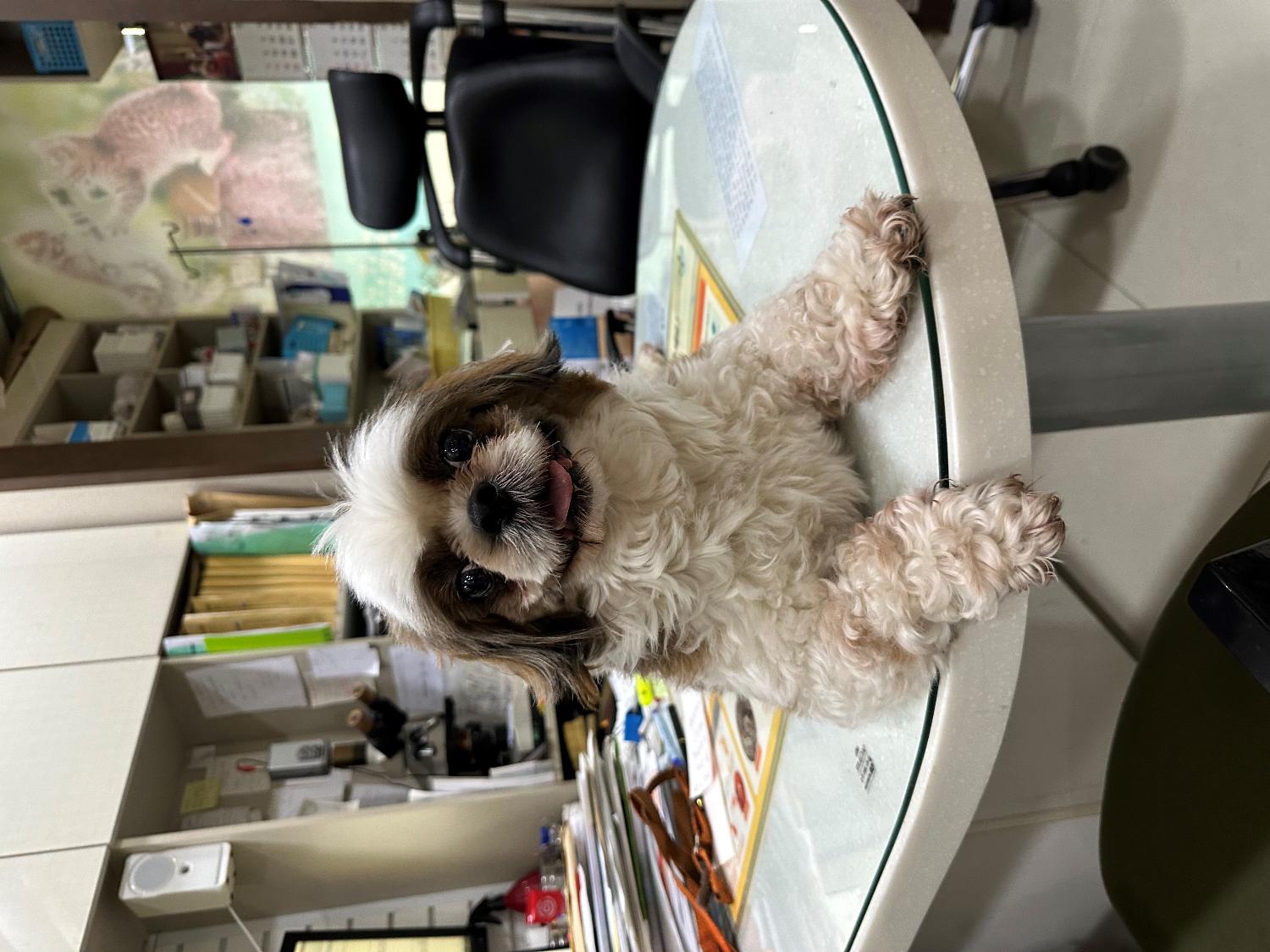 열린동물병원_411302202300402