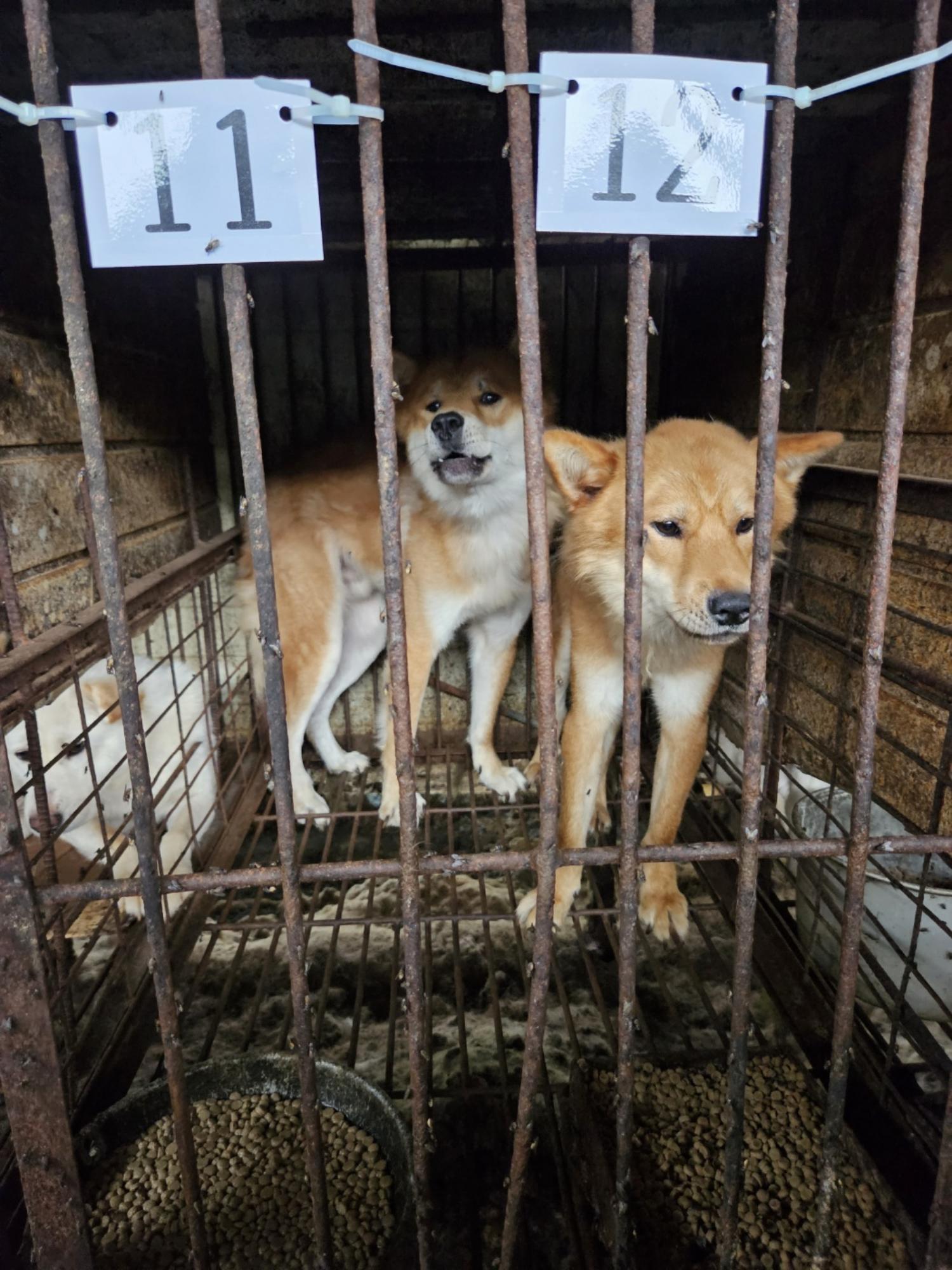 금왕동물병원_443447202300310