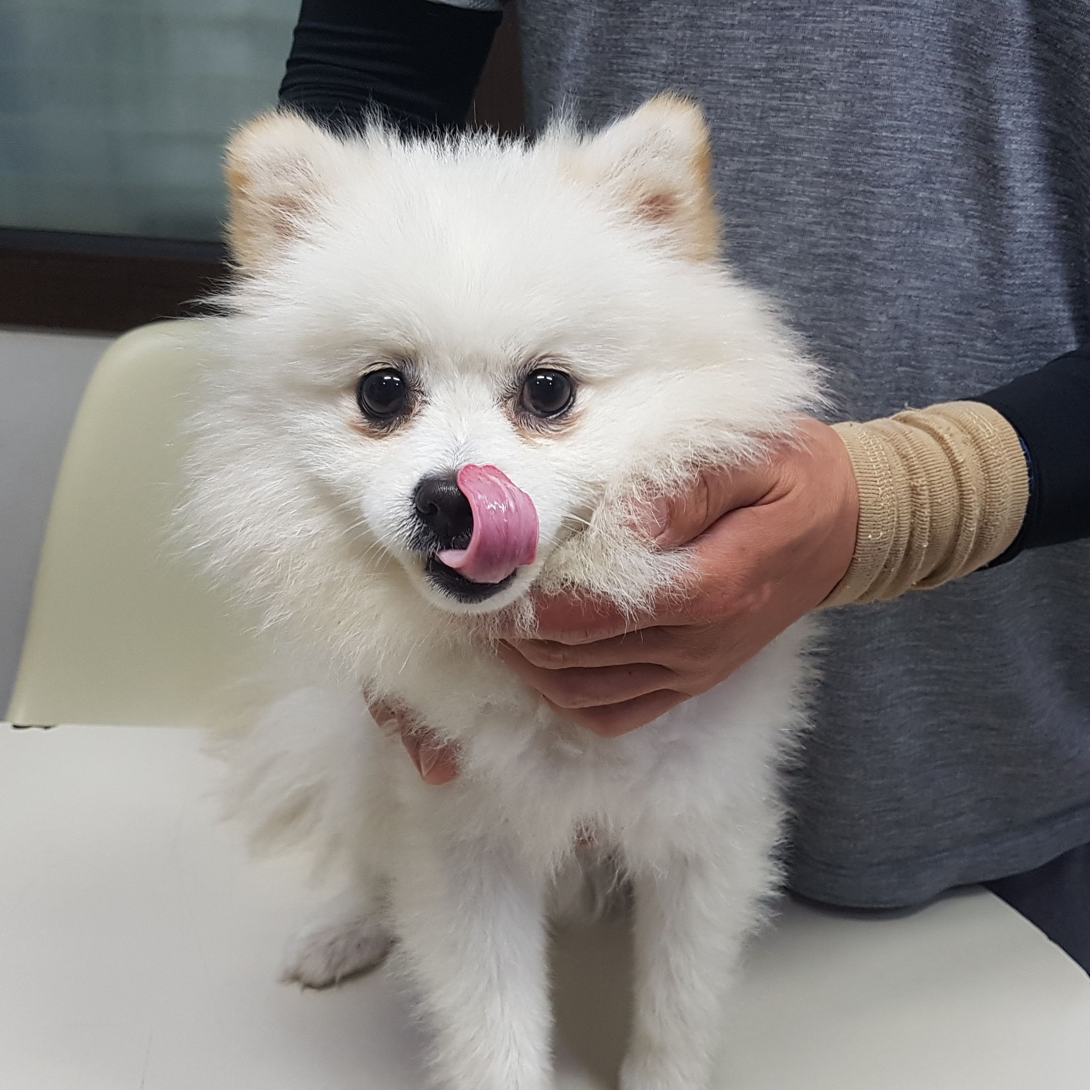늘푸른동물병원_445464202302547