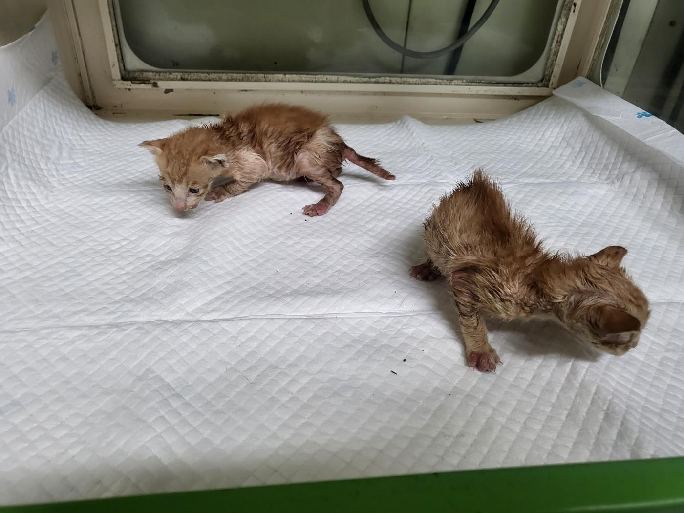 (사)하얀비둘기_426334202300519