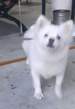 하나동물병원_445470202300602