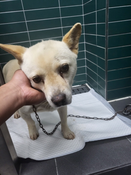 춘천시 동물보호센터_442418202300591