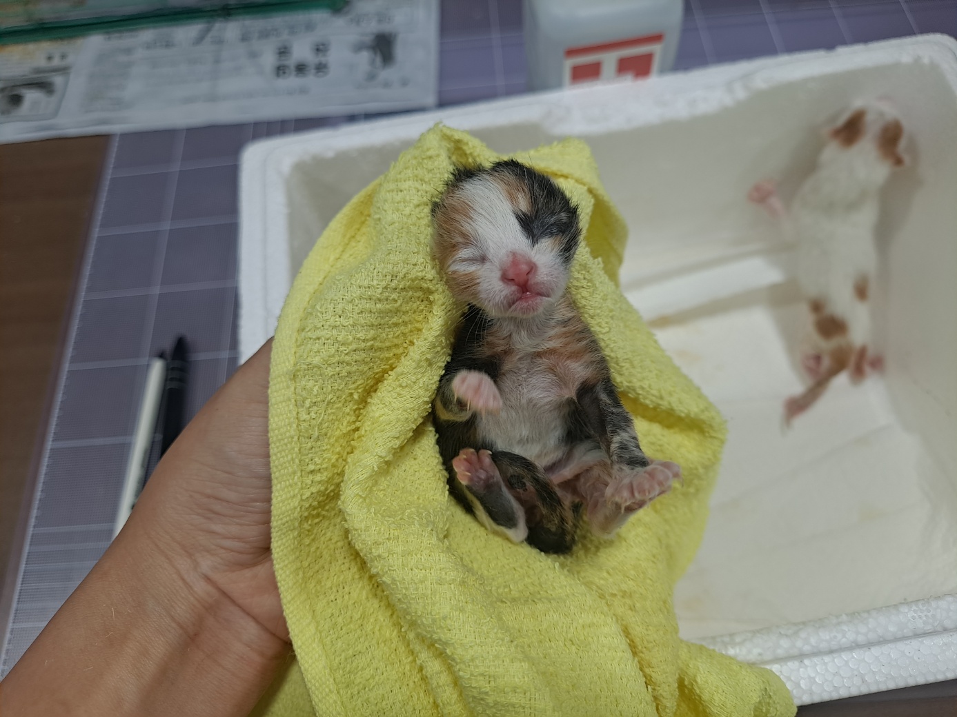 (사)영일동물플러스_447502202300739