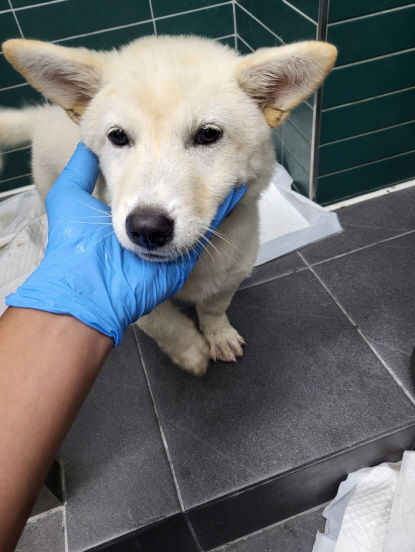 춘천시 동물보호센터_442418202300592