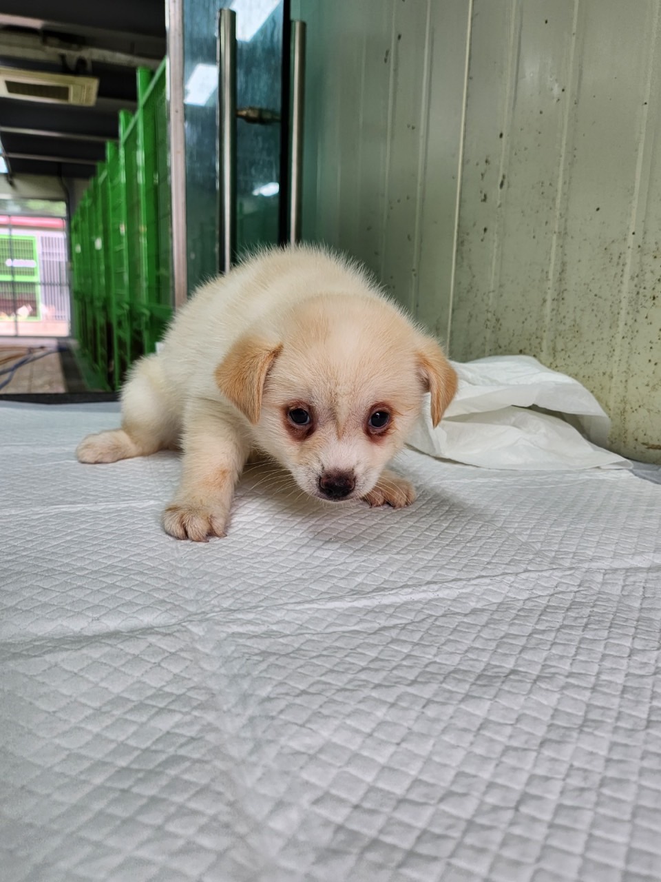 영주시 동물보호센터_447509202300143