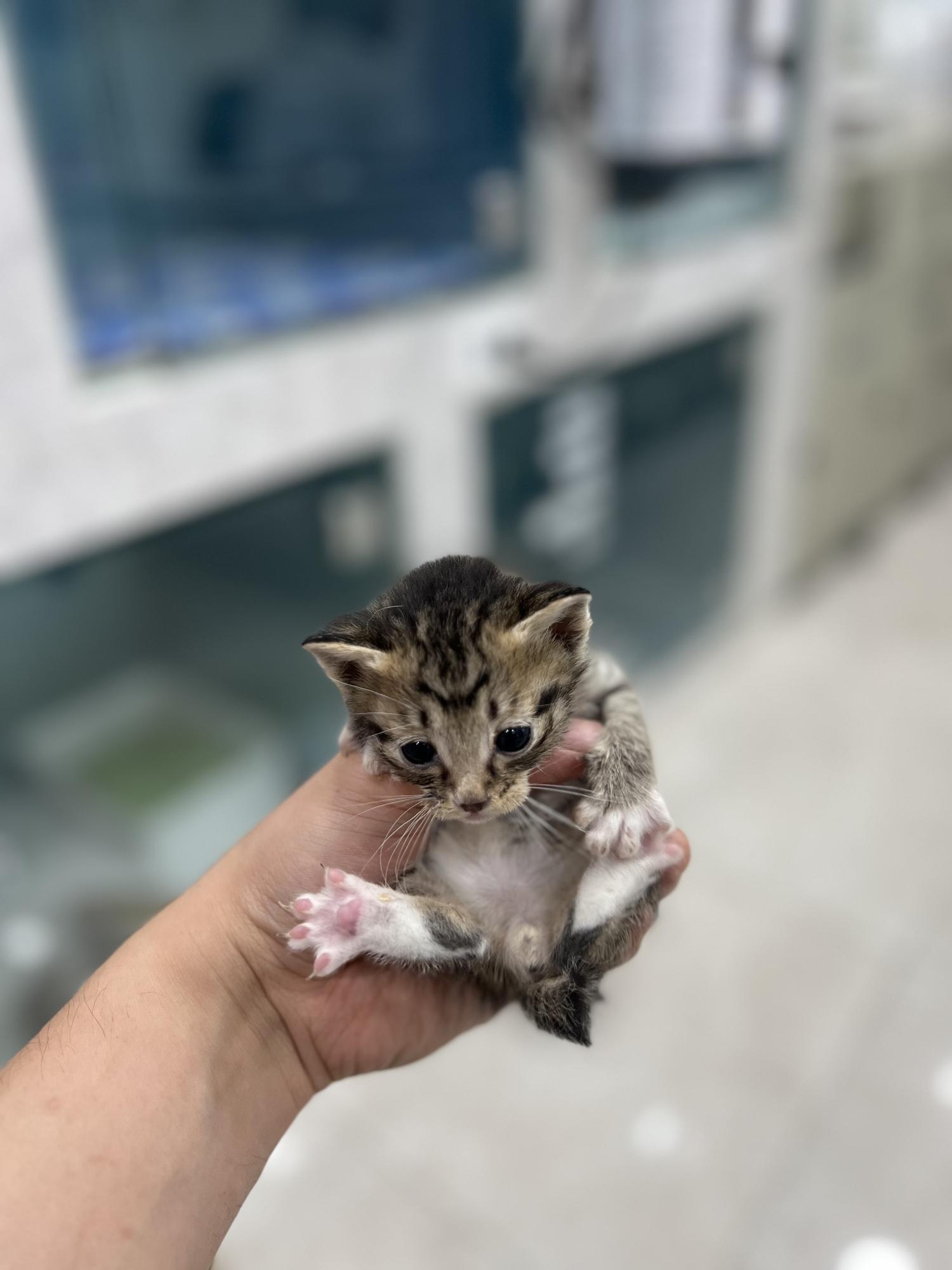 현풍동물병원_427348202300675