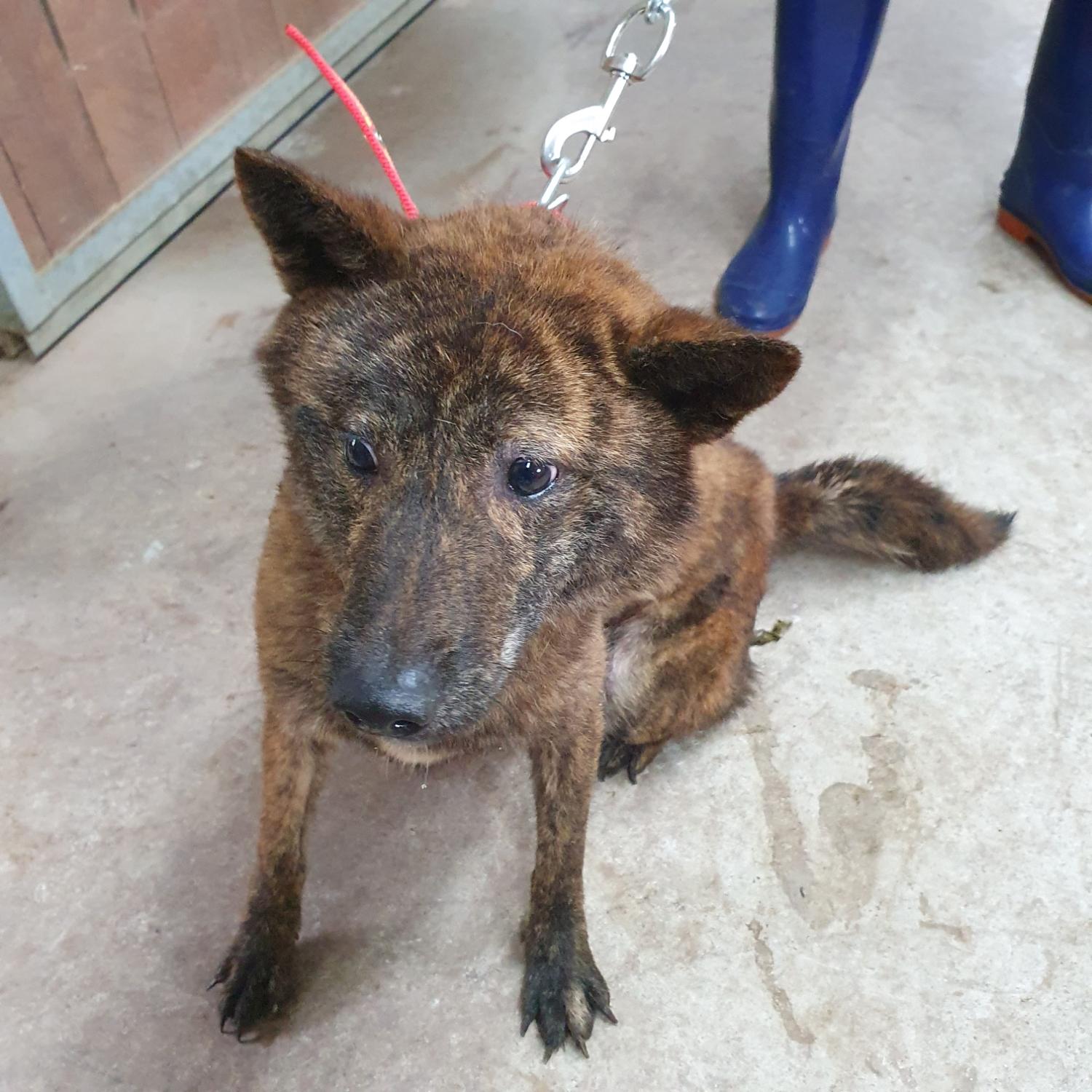 구미시 동물보호센터_447508202300798