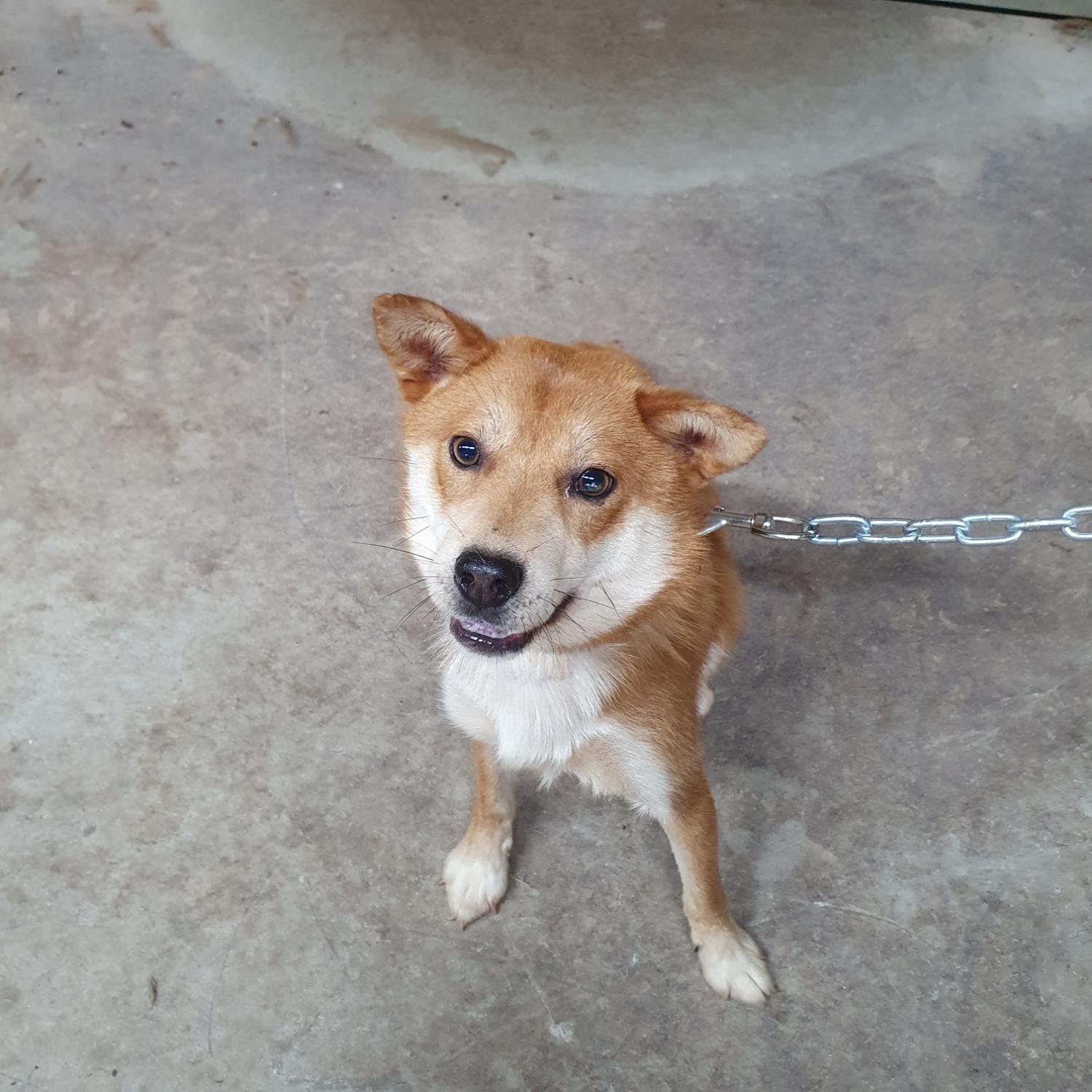 구미시 동물보호센터_447508202300795