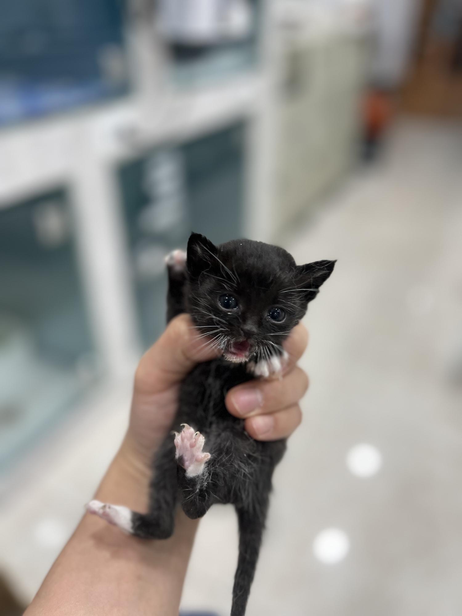 현풍동물병원_427348202300676