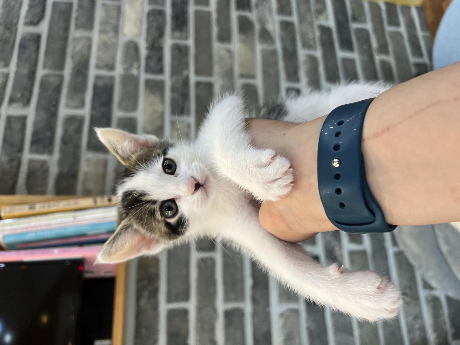 현풍동물병원_427348202300683