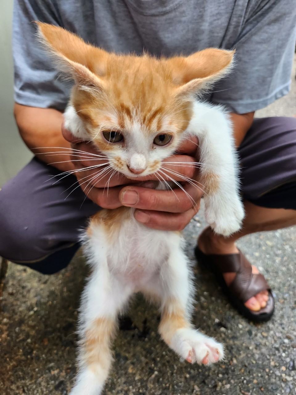 태백시유기동물보호소_442422202300388