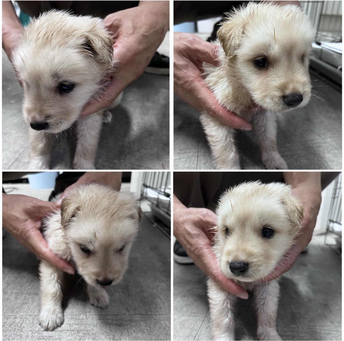 천안시유기동물보호소_444449202301623