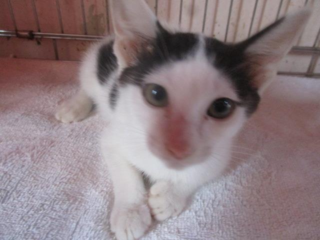 동물보호관리협회_426329202300647