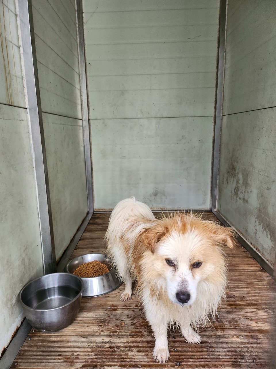 태백시유기동물보호소_442422202300386