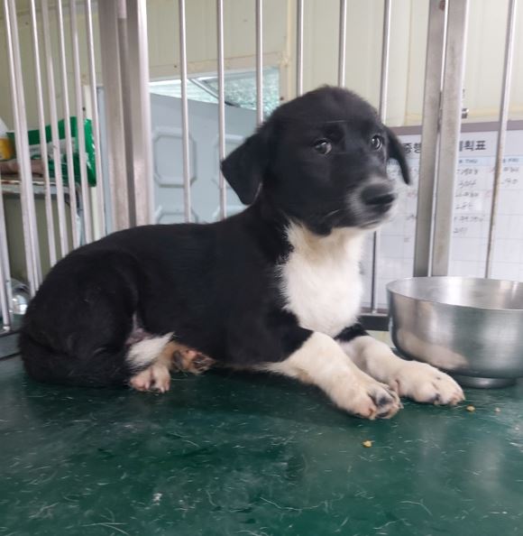 보령시유기동물보호소_444451202300656