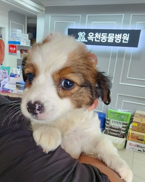 옥천동물병원_443443202300428