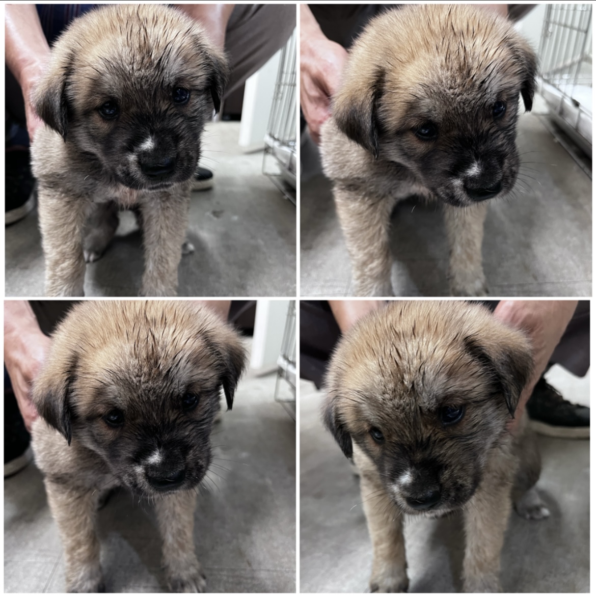 천안시유기동물보호소_444449202301618