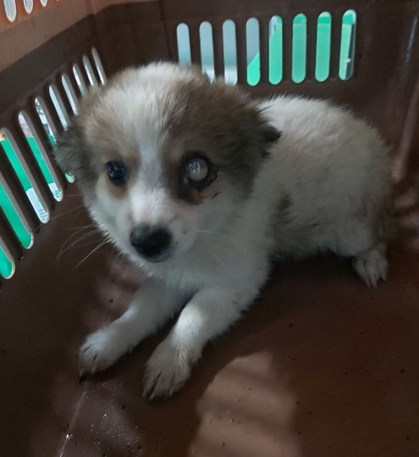 보령시유기동물보호소_444451202300655