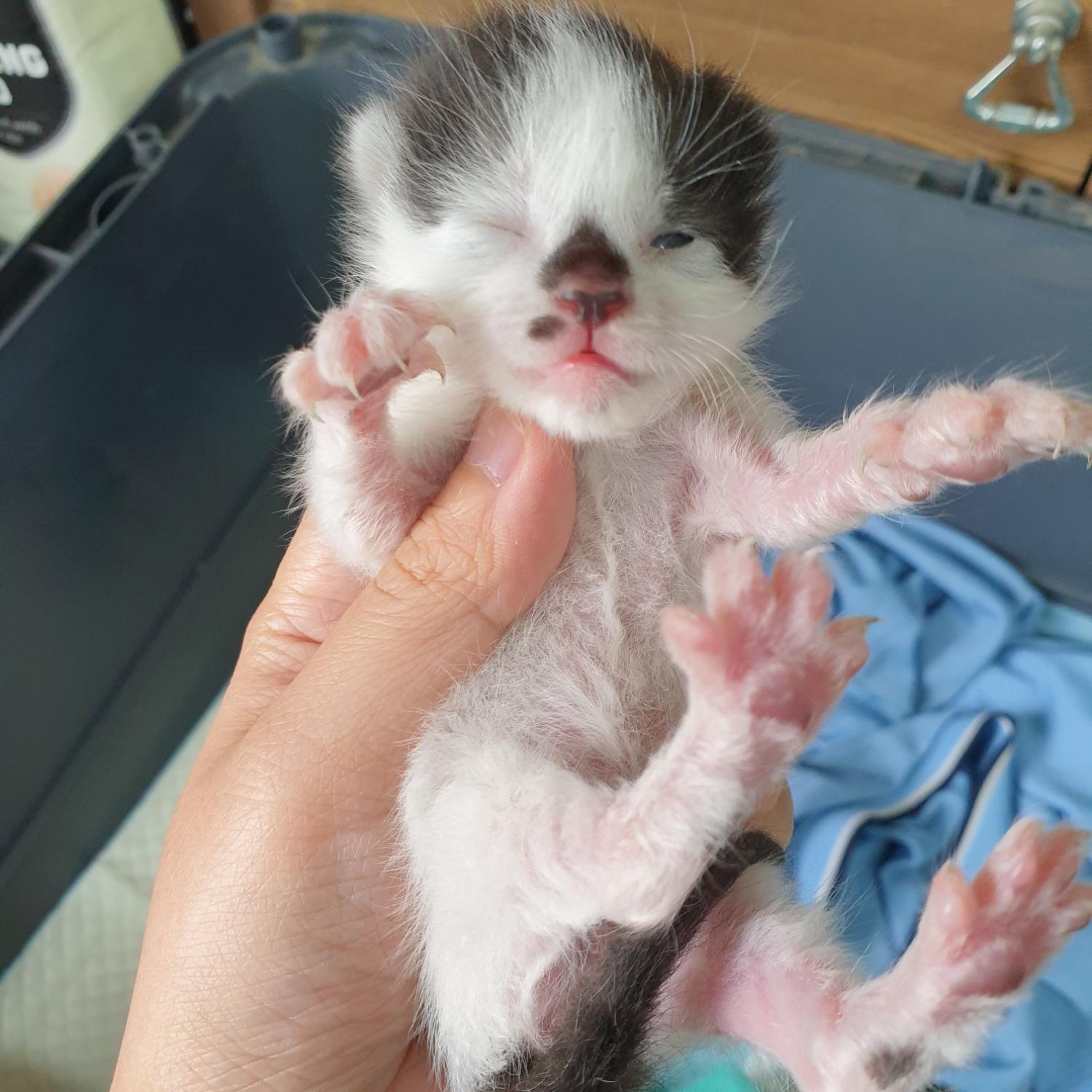 남양동물보호센터_441553202302174