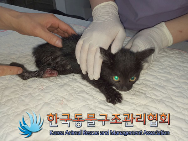 한국동물구조관리협회_411305202300368