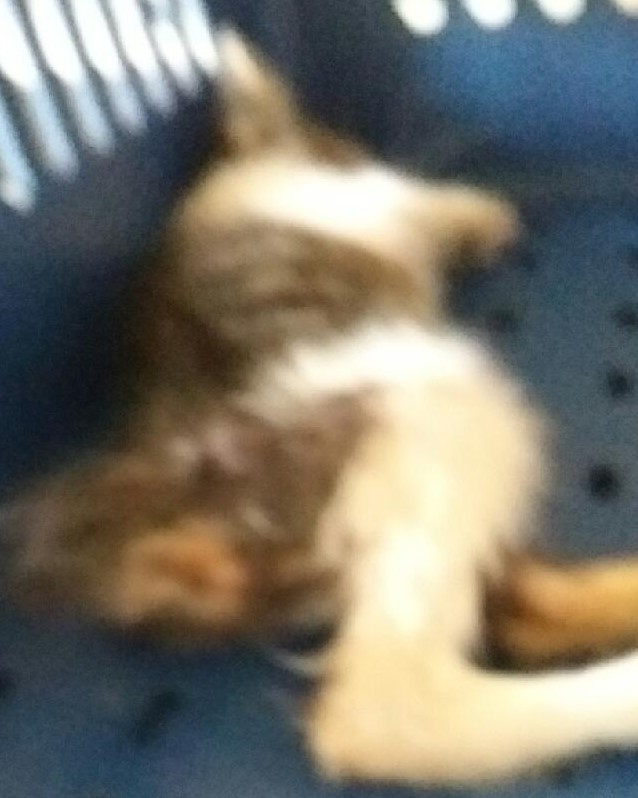 대구유기동물보호협회_427344202300225