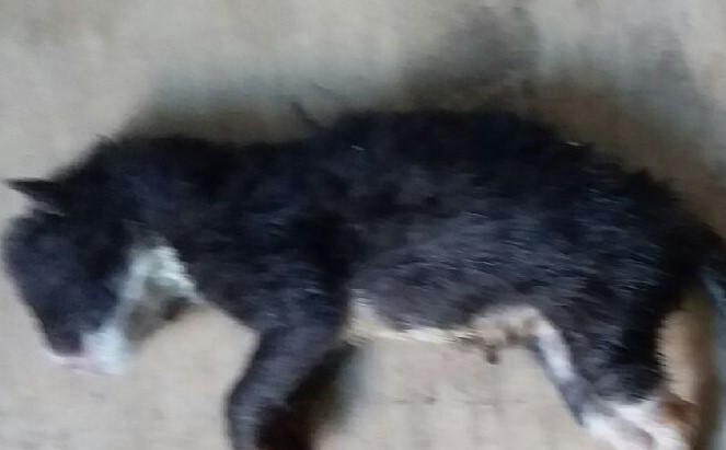 대구유기동물보호협회_427345202300518