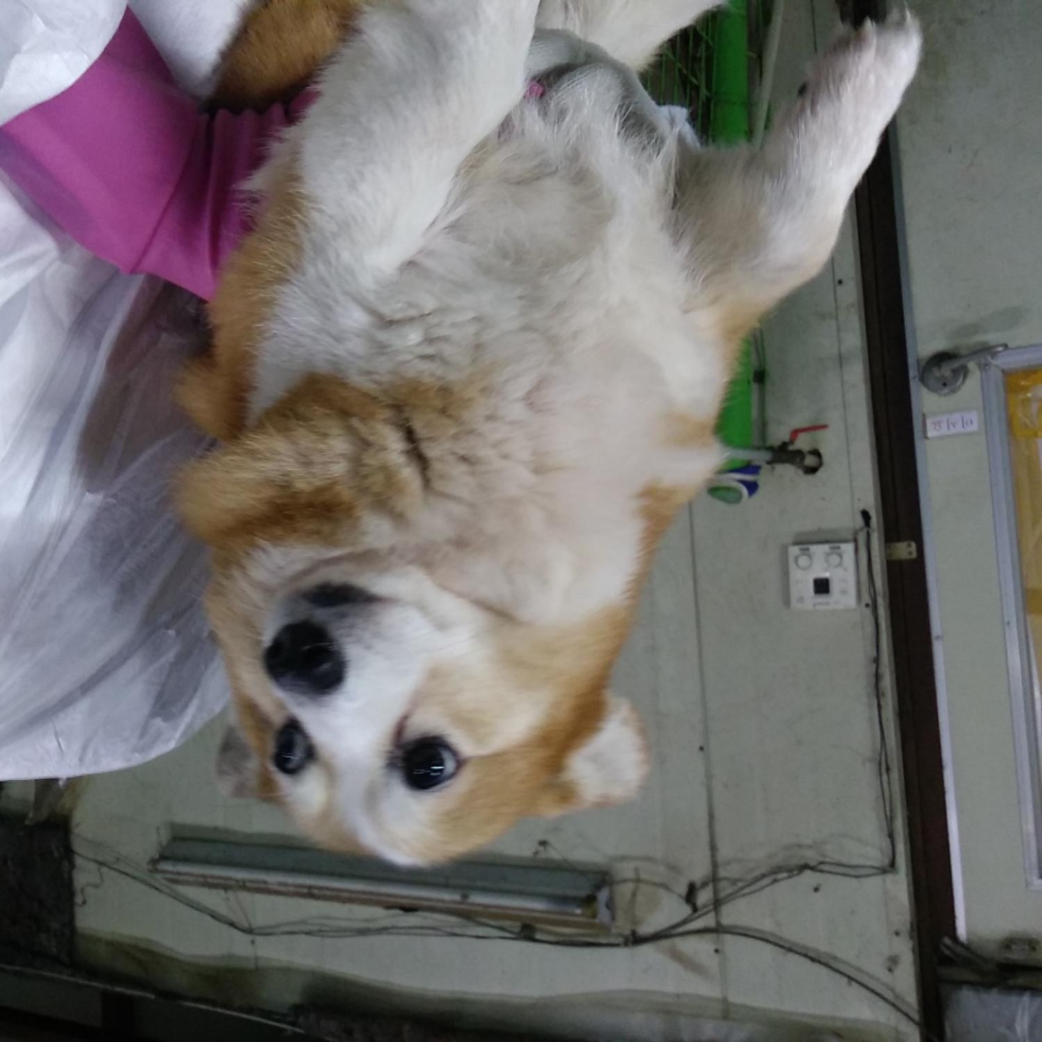 인천광역시수의사회_428351202300586
