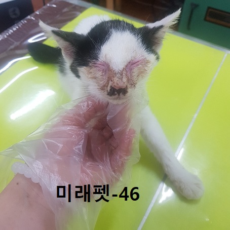 미래펫동물병원_431370202300675