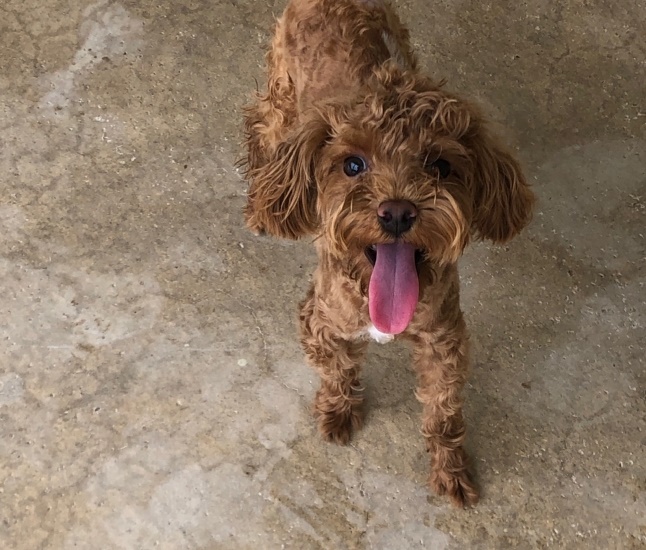 양양군유기동물보호소_442435202300087