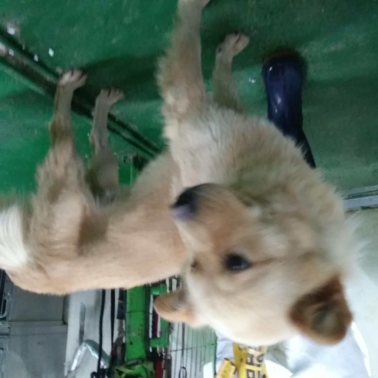 인천광역시수의사회_428353202300863