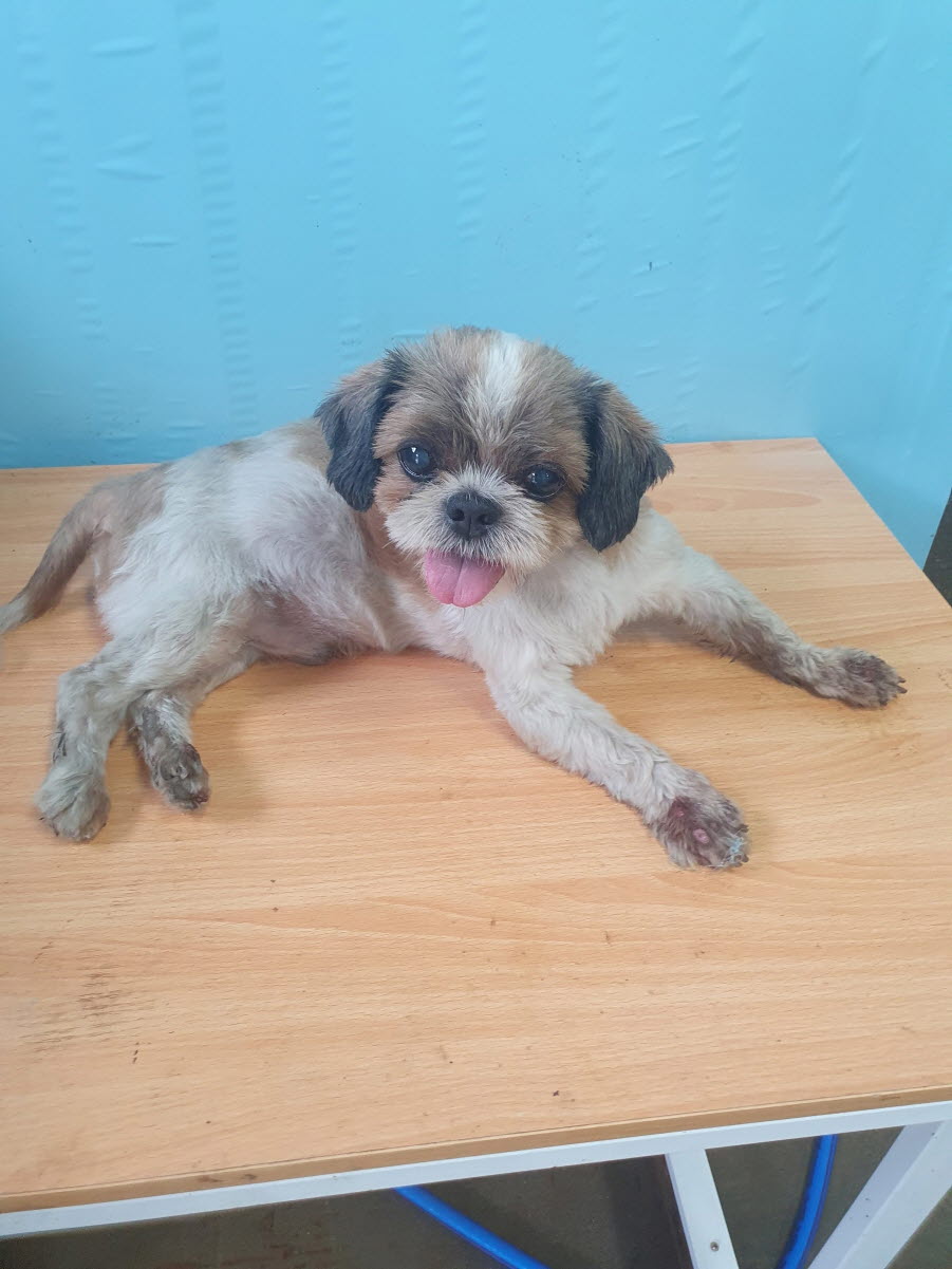 속초시유기동물보호소_442423202300291
