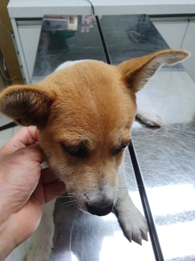 최종주동물병원_443444202300397