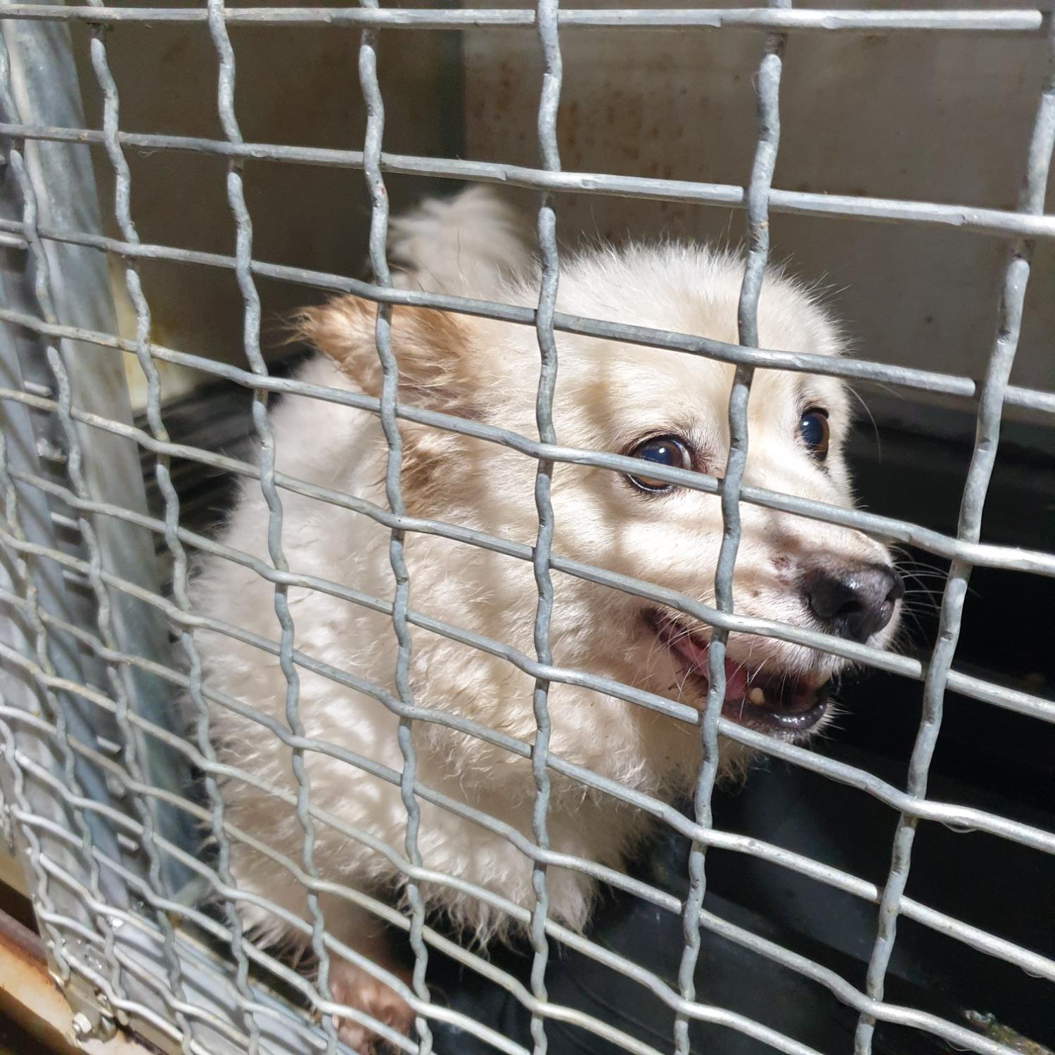 남양동물보호센터_441553202302175
