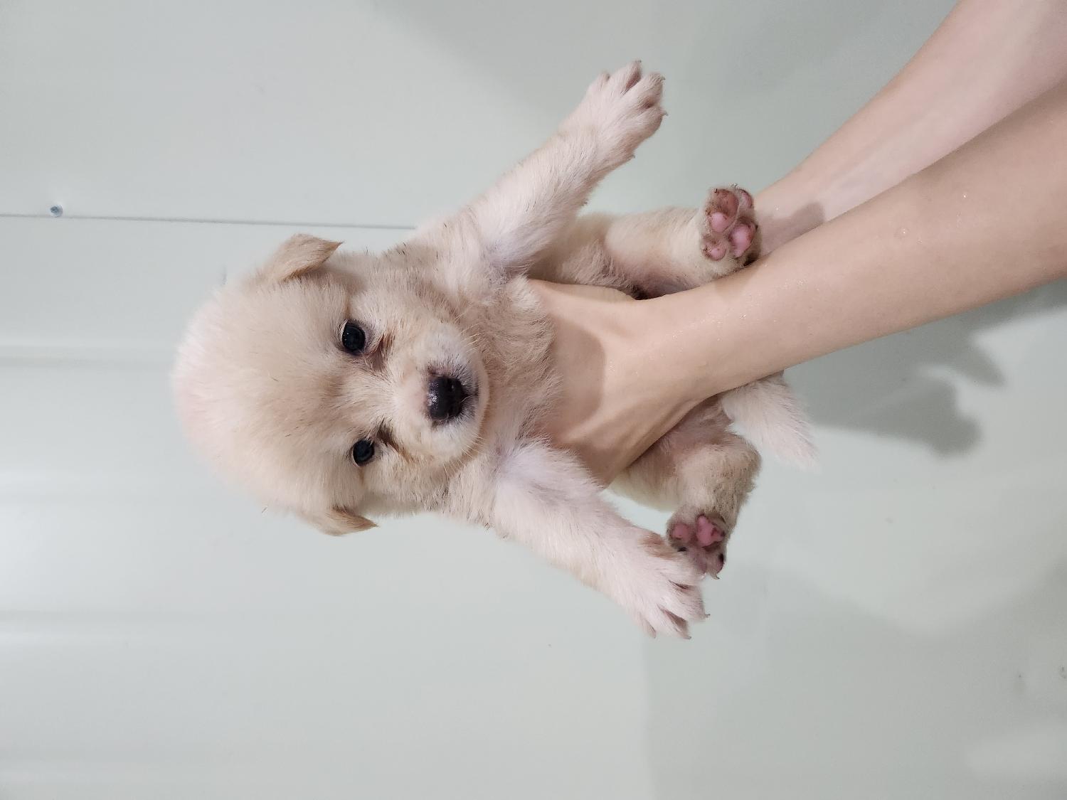 부산동물보호센터_426326202300467