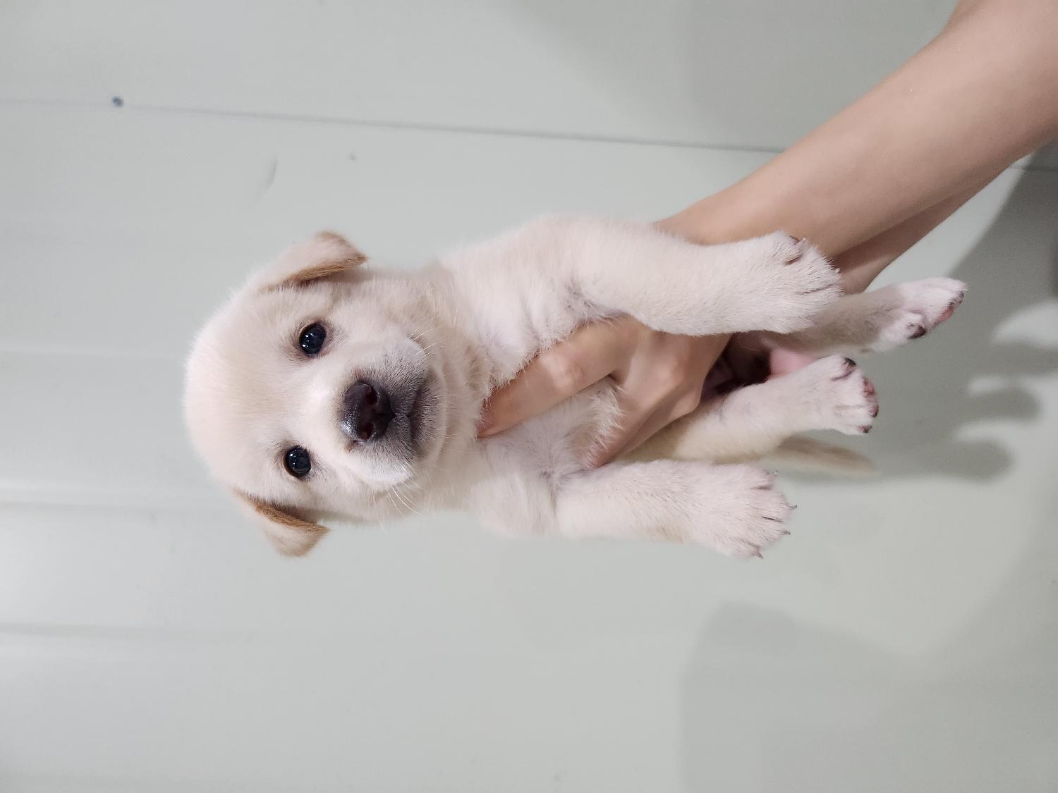 부산동물보호센터_426326202300469